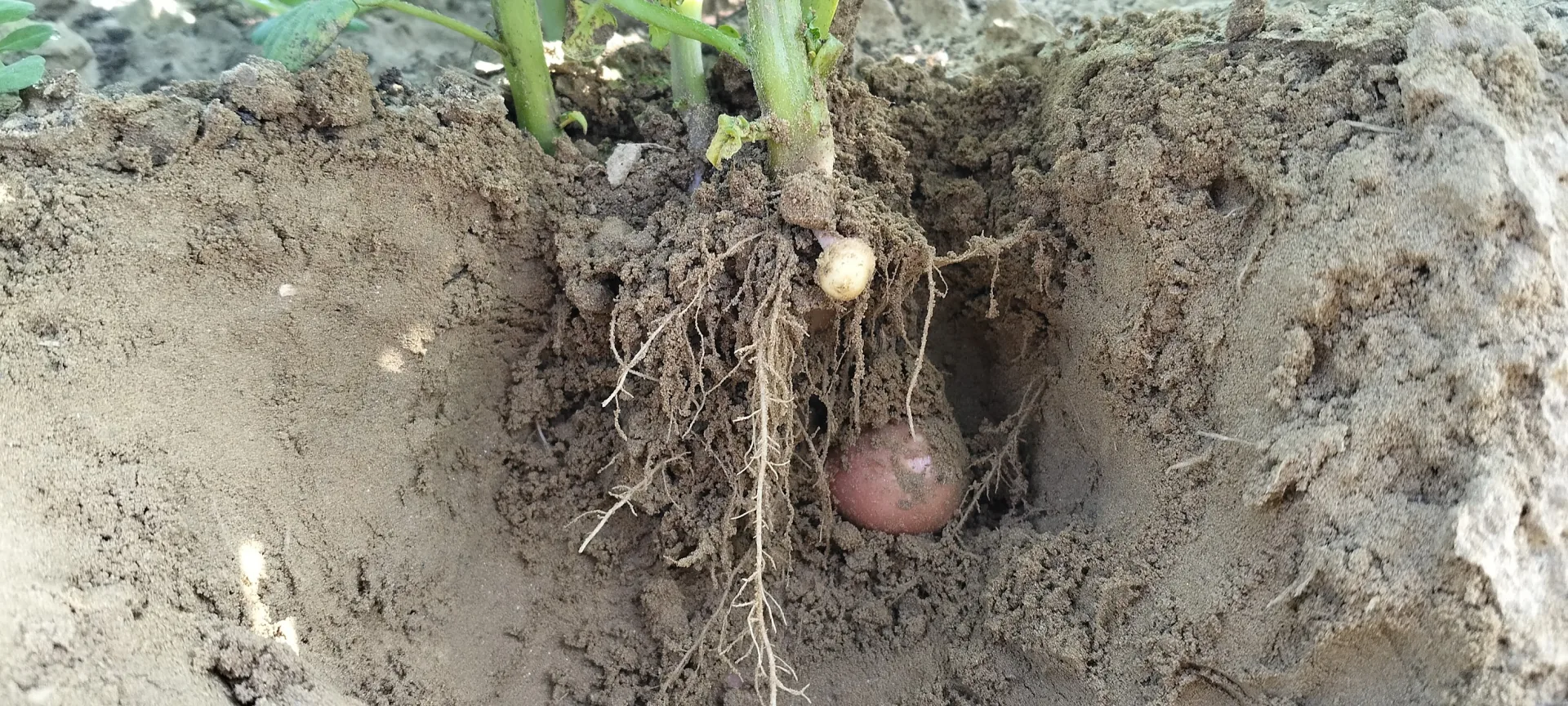 Potato roots and developing tubers in a KLABS field